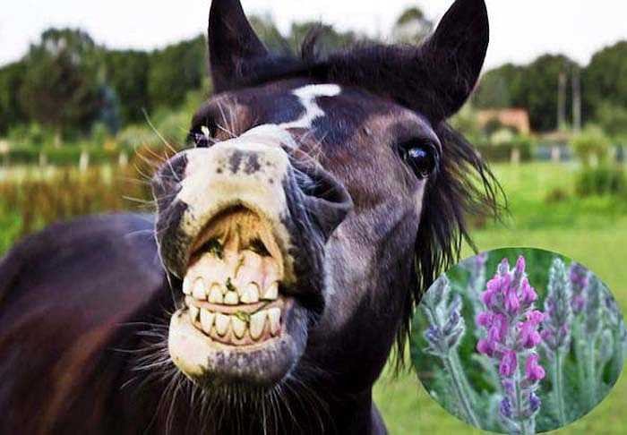 Loài cây Locoweed được cho là kẻ thù của loài ngựa vì mức độ gây nghiện của loại cỏ này đối với ngựa giống như nicotine đối với con người. Nếu không may ăn phải chúng những con ngựa sẽ bị kích động, chảy dãi,mất kiểm soát và tỏ ra sợ hãi. Nguy hiểm hơn nếu ăn thường xuyên ngựa sẽ bị trầm cảm, sụt cân và chết.