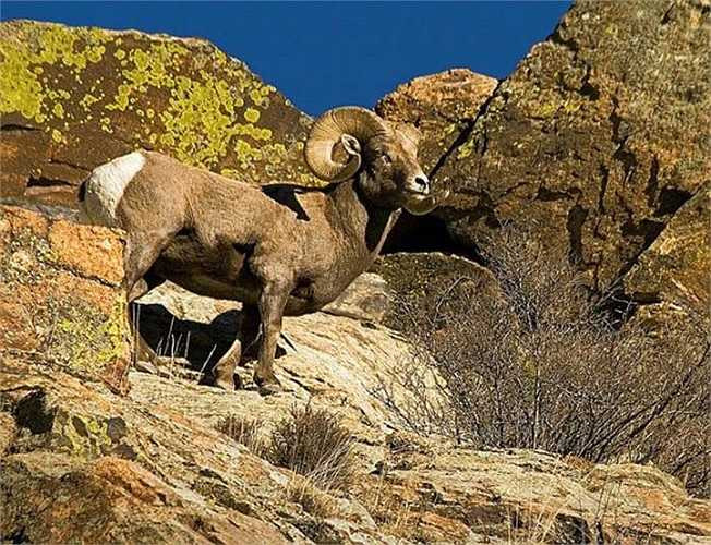 Những con cừu núi Bắc Mỹ rất thích ăn địa y trên các vách núi treo leo. Sở dĩ chúng có thể leo trèo thoải mái mà không cảm thấy sợ độ cao là do chúng đã “phê ma túy”. Trong địa y mà chúng ăn có chứa một chất có thành phần giống như thành phần của ma túy tổng hợp. 