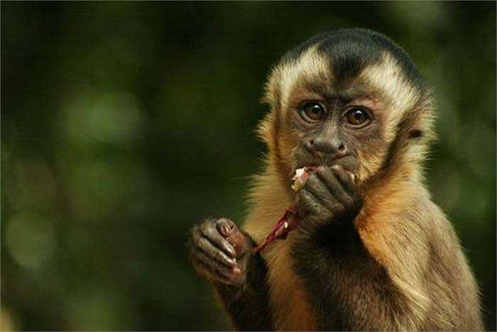 Khỉ capuchin nghiện độc tố xyanua của cuốn chiếu. Độc tố đó là nỗi sợ hãi của nhiều kẻ săn mồi, nhưng với khỉ capuchin thì nó là thứ mang đến sự hưng phấn lớn, để loài này “phê” tập thể cùng nhau