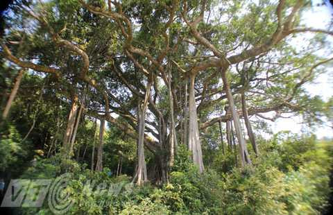 Đà Nẵng, cây đa, di sản, Sơn Trà, công nhận, vinh danh, bảo tồn, thiên nhiên