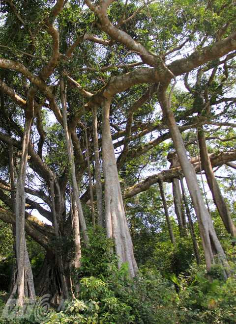 Đà Nẵng, cây đa, di sản, Sơn Trà, công nhận, vinh danh, bảo tồn, thiên nhiên