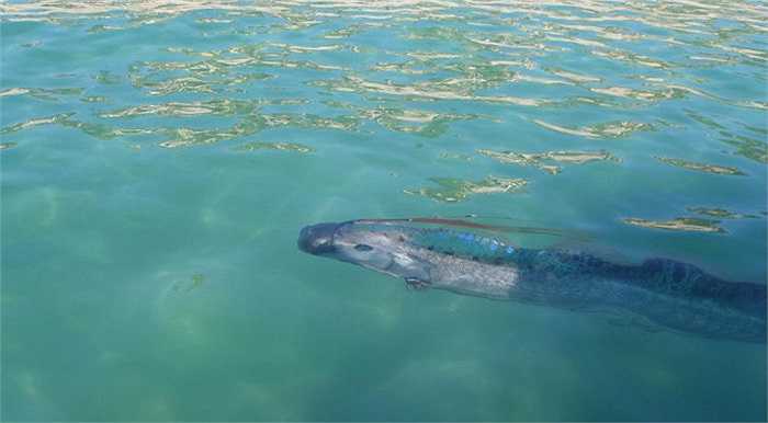 Dưới đáy biển sâu và tối, có một loài cá có hình thù rất kỳ dị, khá giống với mô tả về loài rồng biển của các thủy thủ, đó là cá mái chèo khổng lồ.