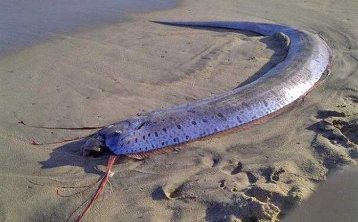 Cá mái chèo khổng lồ có tên khoa học là Oarfish, được mô tả lần đầu tiên vào năm 1772. 