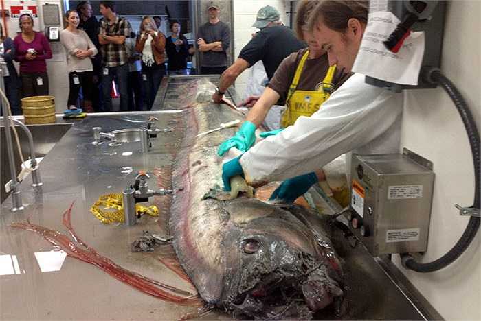 Da cá Oarfish không có vảy. Thay vào đó, lớp da được bọc một lớp “áo” mỏng màu bạc. 