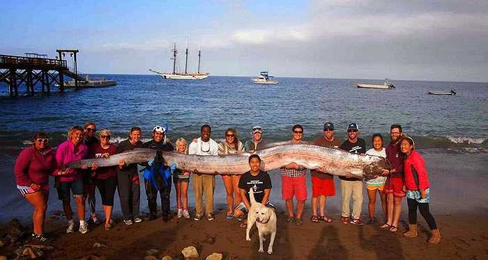 Con người thường chỉ được thấy cá Oarfish khi chúng đã chết. Một số nghiên cứu cho rằng, sự xuất hiện của chúng ở bãi biển khi chết, có nguyên nhân từ động đất. 