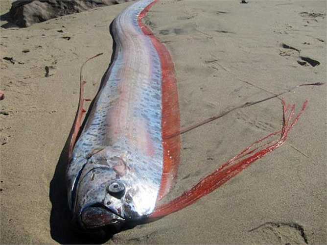 Người Nhật tin rằng, nếu cá Oarfish xuất hiện ở bãi biển thì sẽ có động đất.
