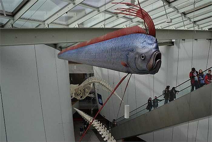 Một số nhà khoa học cũng lý giải hiện tượng cá Oarfish chết nhiều trước và sau khi xảy ra động đất. Họ cho biết, cá Oarfish rất nhạy cảm với sự chuyển động của các đứt gãy.