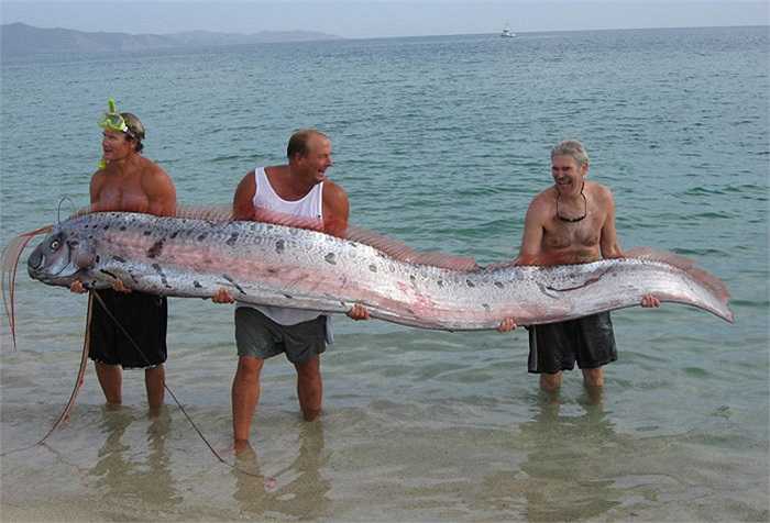 Thế giới đã từng ghi nhận về một con Oarfish có chiều dài tới 17m, nặng 300kg. Thật dễ hiểu khi các thủy thủ mô tả chúng là rồng biển, khi con Oarfish khổng lồ, dài ngoằng này lượn lờ bên con tàu ngoài biển khơi.
