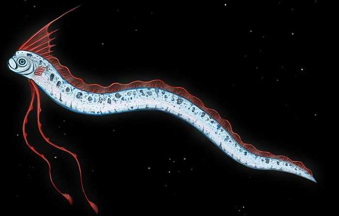 Chúng được gọi với nhiều tên khác nhau. Sở dĩ chúng có tên là mái chèo, vì có vây ngực như cái mái chèo. 