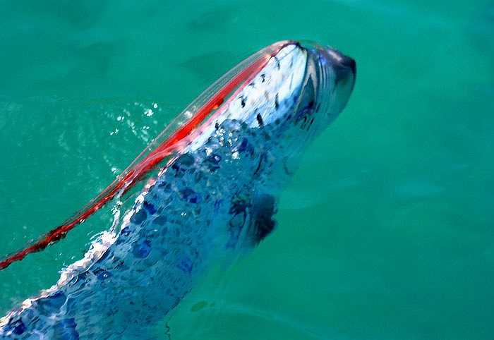 Rất ít khi con người bắt được cá Oarfish khi chúng còn sống. Tuy nhiên, một số ngư dân khẳng định rằng, thịt của chúng nhão và dính, không phải món ăn ngon.