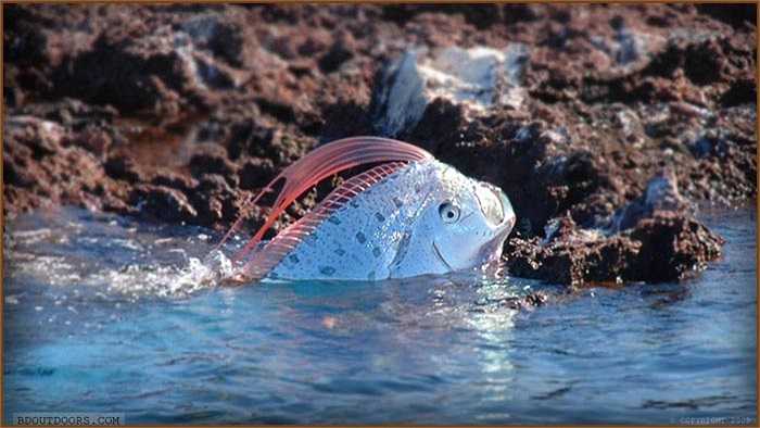 Dù được mô tả nhiều trong huyền thoại, gọi chúng là quái vật biển, rắn biển khổng lồ, hay rồng biển, nhưng thực tế loài cá này không gây nguy hiểm cho con người.