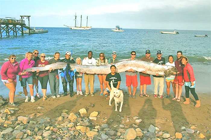 Cá Oarfish không có răng, nên chúng cũng không ăn thịt đồng loại. 