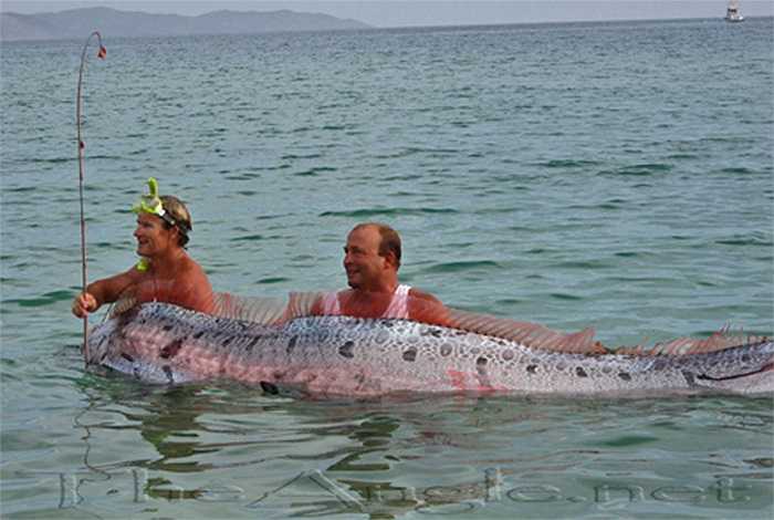 Chúng là loài ăn sinh vật phù du. Chúng hút nước vào miệng, thải nước qua mang, lọc giữ lại những thức ăn nhỏ.