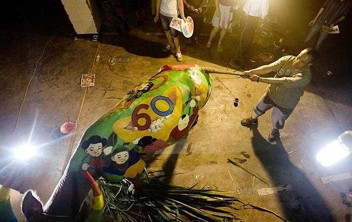 Cuộc thi năm nay có tổng cộng 48 con trâu tham dự, đến từ các quốc gia bao gồm: Anh, Ý, Đức, Phần Lan, New Zealand, Việt Nam, Lào và Trung Quốc.