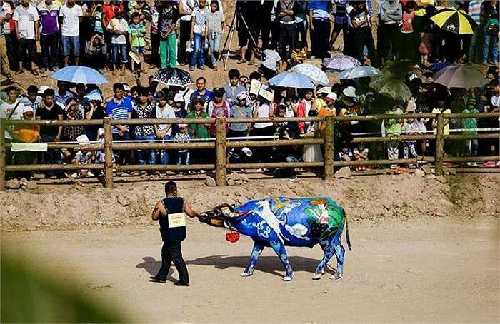 Mỗi con trâu đều được “phục vụ” bởi một nhóm từ 3-7 người, cạnh tranh khoản tiền thưởng 100 ngàn Tệ (khoảng 16.000$).