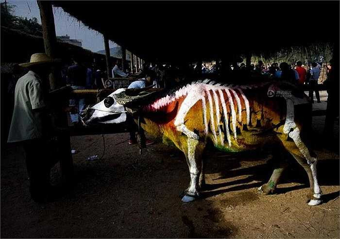 Chuyện kể về một con trâu kiên cường chiến đấu chống lại hổ dữ để bảo vệ bầy đàn của nó, bùn và máu hòa vào nhau trên cơ thể bị thương khiến cho con trâu trông rất đáng sợ.