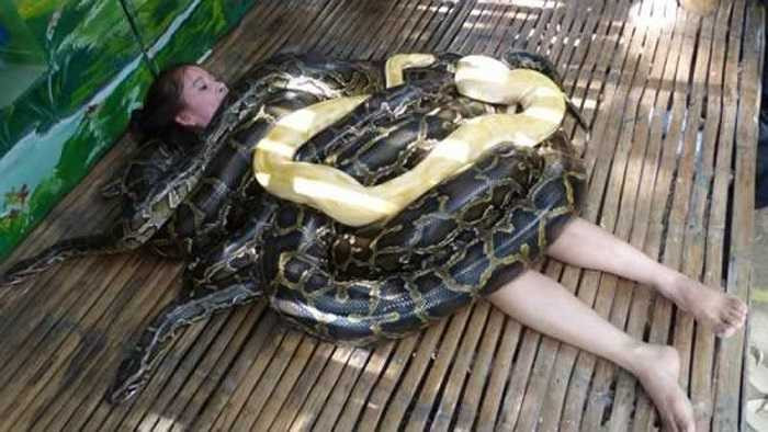 Du khách đến tham quan ở khu du lịch Cebu City Zoo, Philippines có thể có cơ hội được trải nghiệm massage với 4 con chăn Miến Điện khổng lồ, nặng khoảng 250kg bò trườn lên khắp người trong vòng từ 10 đến 15 phút.