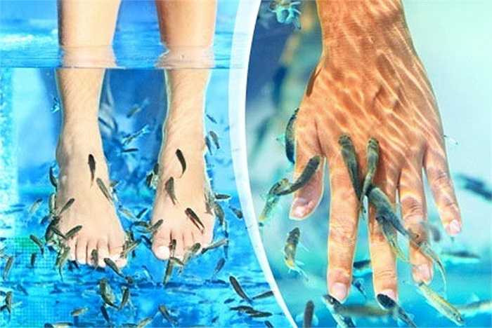 Thay vì chăm sóc chân bằng những cách thông thường, người Thổ Nhĩ Kỳ sử dụng một chậu nước có “cá chép Thổ Nhĩ Kỳ” để ngâm chân. Cách làm này giúp chữa trị các bệnh như vảy nến, chàm bội nhiễm nhờ cá rỉa đi những phần da chết trên bàn chân.