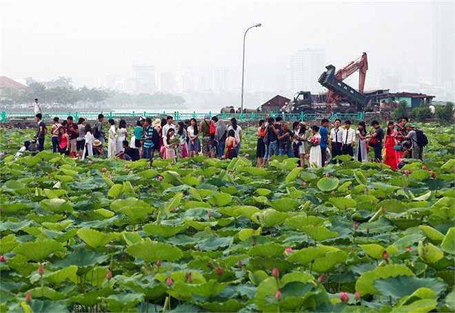 Những ngày này đầm sen lớn nhất Hà Nội bên công viên nước hồ Tây luôn luôn trong cảnh đông đúc, nhộn nhịp giới trẻ đổ về chụp ảnh.