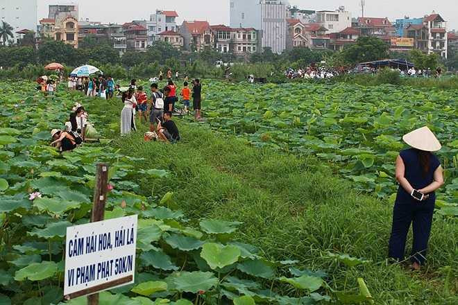 Chủ đầm đứng từ xa trông coi.