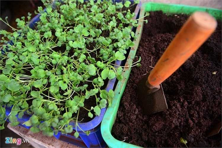 Rau xanh khá khan hiếm nhưng các anh cũng đã tự cải thiện, trồng bằng khay trên đảo nên đủ dùng quanh năm. 'Lúc rảnh tôi lại vác súng móc đi bắn cá, đuổi lưới cải thiện bữa ăn bằng hải sản tươi', anh cười khoái chí.