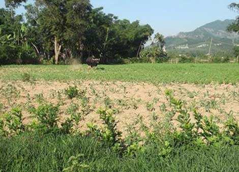 Cá thể bò tót làm náo loạn và húc thương vong 5 nạn nhân tại xã vùng cao huyện Đại Lộc, tỉnh Quảng Nam.