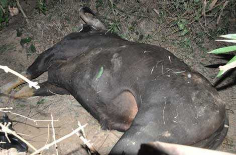 Sau một ngày gây họa, cá thể bò tót bị phát hiện đã chết tại bụi tre khu vườn nhà ông Nguyễn Tấn Ta, thôn Đại An, xã Đại Lãnh, huyện Đại Lộc, Quảng Nam lúc 17h30 ngày 26/5.
