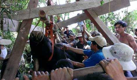 Xác cá thể bò tót được đưa lên xe đông lạnh để bảo quản và đưa về Hà Nội.