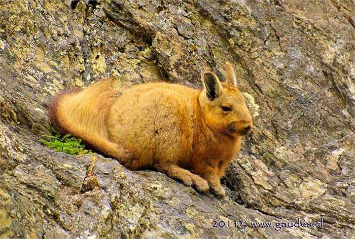 Chuột viscacha là loài gặm nhấm họ nhà sóc sinsin Nam Mỹ 