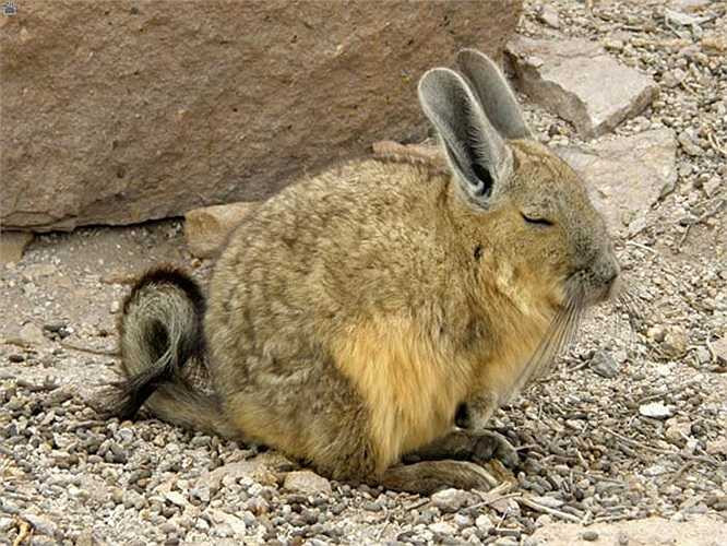 Viscacha Wolffsohn (Lagidium wolffsohni) là loài hiếm nhất trong năm loài Vizcachas