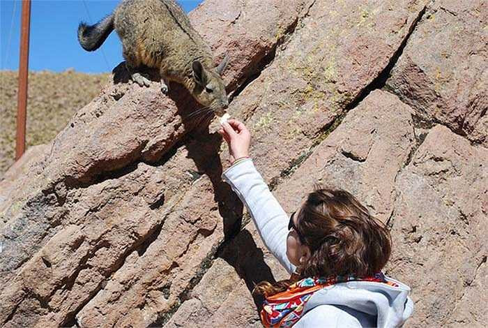 Chuột viscacha nhìn xa rất giống thỏ, với đôi tai to và dài, đôi chân trước nhỏ ngắn, đôi chân sau to khỏe hơn. Toàn thân được phủ một lớp lông ngắn và rất mịn