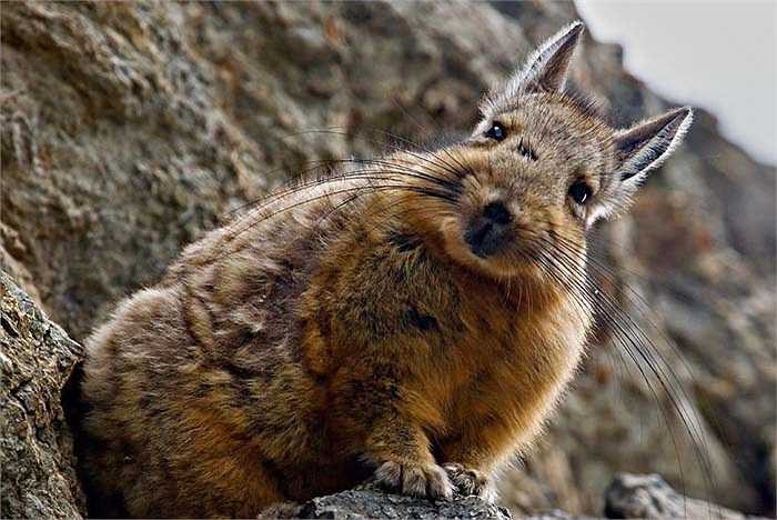 Vizcachas đồng bằng (Lagostomus maximus) chủ yếu được tìm thấy ở Argentina. Loài dễ dàng này có khuôn mặt màu đen và bộ ria mép màu xám. 