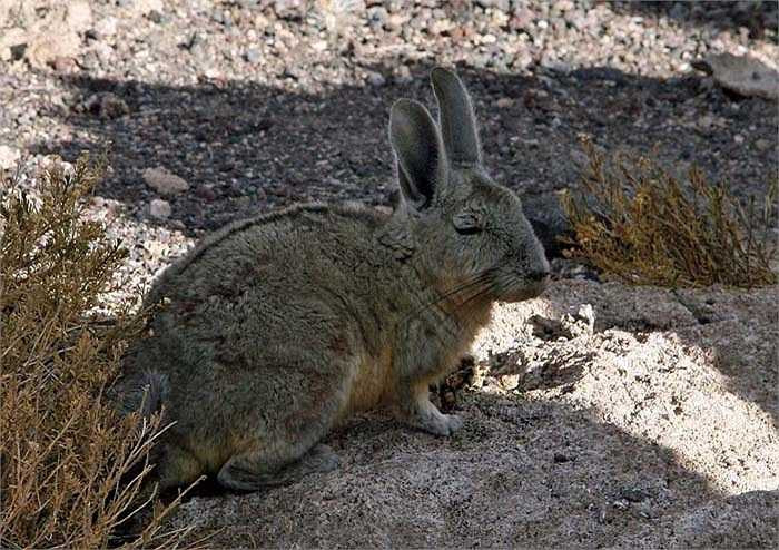 Chúng thường sống thành đàn với số lượng từ 10 – 100 cá thể. Môi trường sống yêu thích của Vizcachas đồng bằng là các dải đồng cỏ dùng để chăn thả gia súc. 