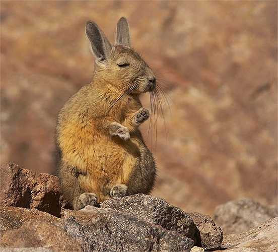 Vizcachas phía Bắc (Lagidium peruanum) sống ở vúng núi Andes thuộc Peru. Chúng có màu xám hoặc màu nâu với cái đuôi có lông rậm và dài đặc trưng. Loài này sống thành từng gia đình riêng lẻ chưa đến 10 cá thể.