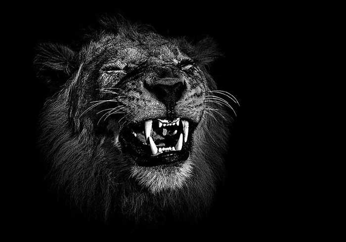 Tiếng gầm của sư tử đực