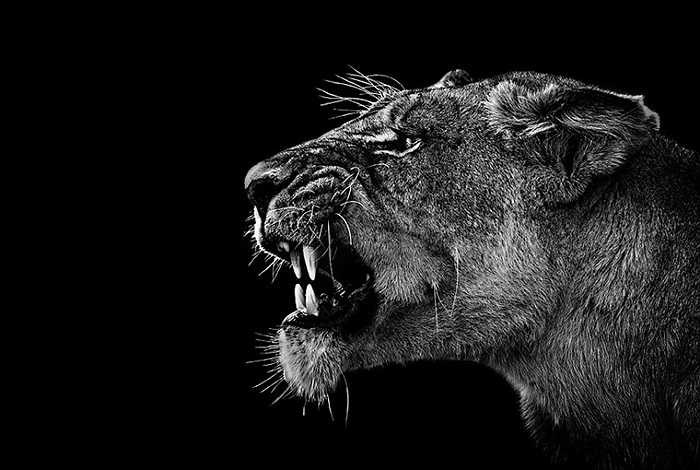 Chú sư tử cái đang tức giận tại Botswana