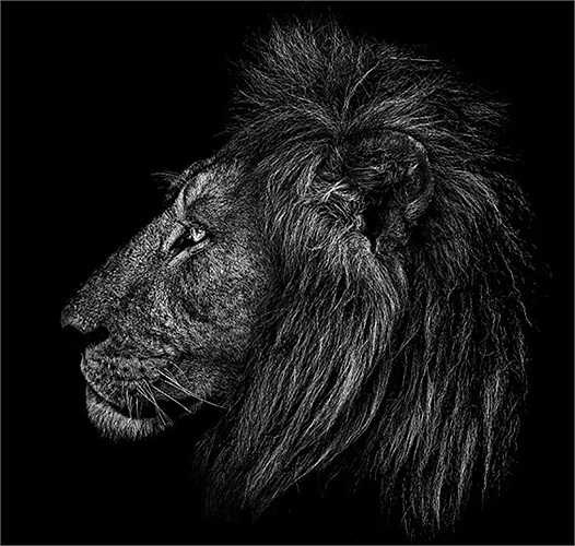 Sư tử đực ở Botswana