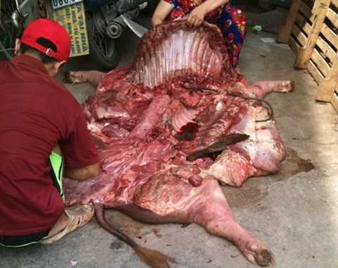 thịt lợn, thịt heo, hô biến, thịt lợn bẩn, thịt lợn đỏ