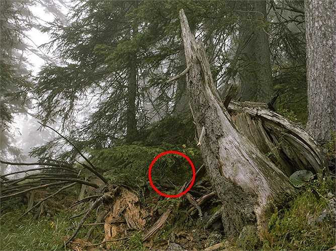 Thậm chí khi bị khoanh đỏ cũng khó có thể nhận ra tay súng này