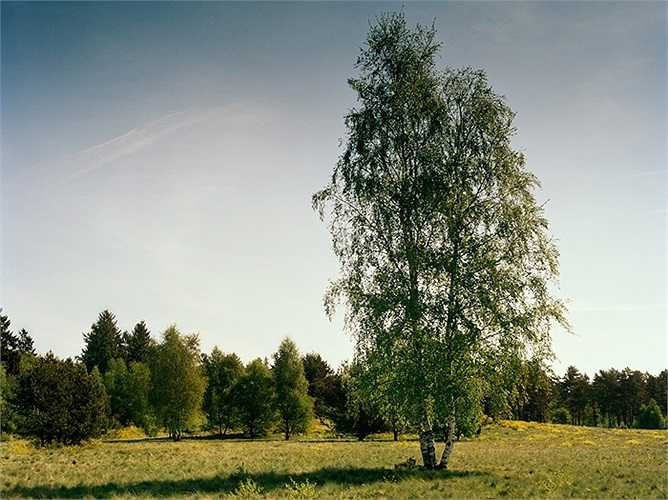 Dưới đây là các bức ảnh về những tay súng bắn tỉa đã hóa trang, ẩn nấp