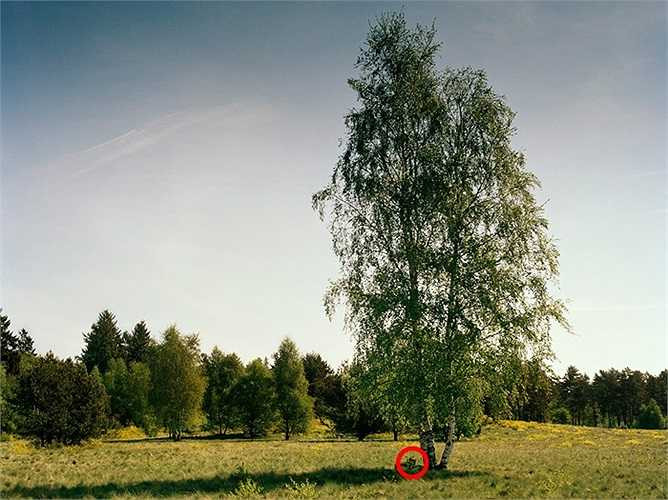 Và vị trí thực sự của họ trong bức hình