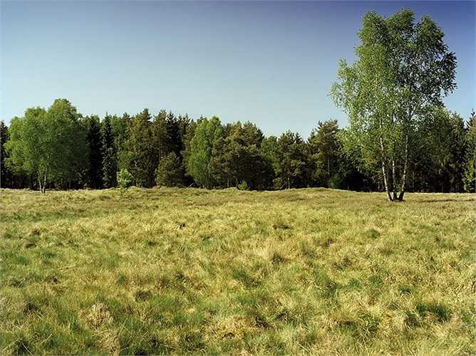 Đồng cỏ mênh mông nhưng đầy nguy hiểm