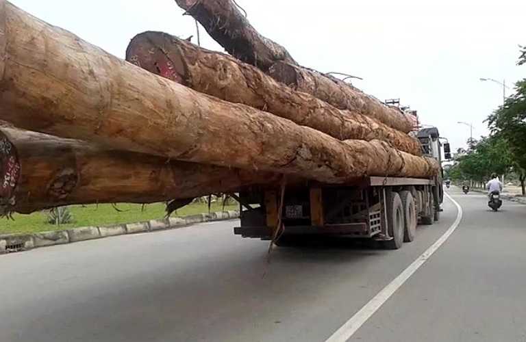 Không chỉ chở quá tải, chiếc xe này còn chở quá khổ. Gần chục cây gỗ dài tới 6 m vượt ra khỏi đuôi xe...