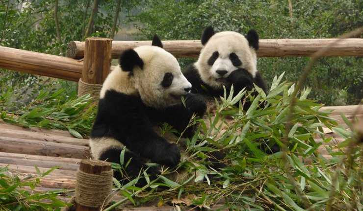 Trung Quốc tặng Hàn Quốc gấu trúc để tăng quan hệ chiến lược