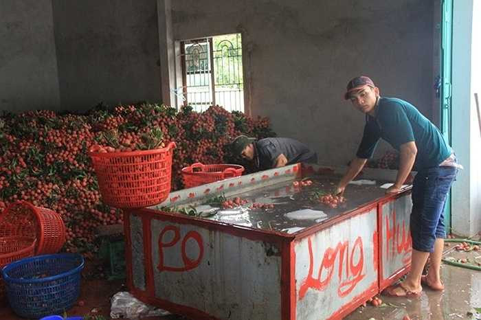 Thương lái Trung Quốc thu mua vải thiều