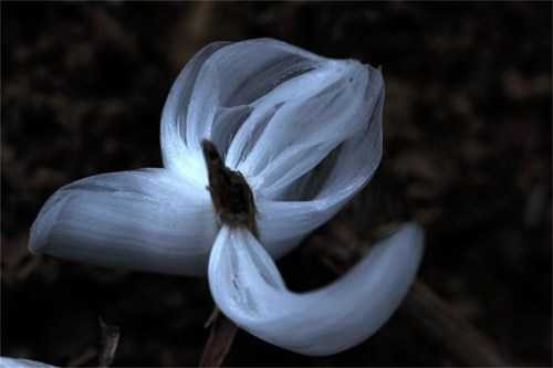 Nước đóng băng tạo thành bông hoa đẹp mắt