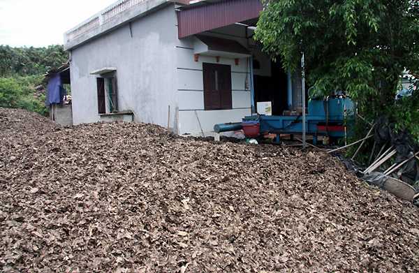Vựa lá vải giữa... đất vải. 