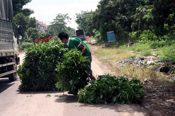 Vựa lá vải giữa... đất vải.