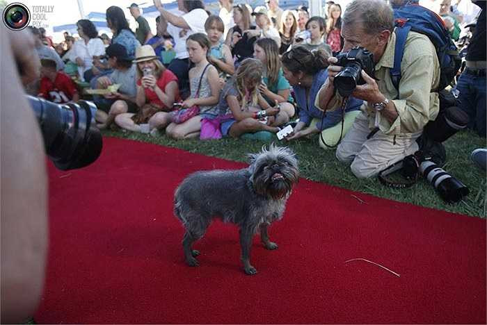 Monkey – chú chó nhỏ giống Brussells Griffon – đang tạo dáng trên thảm đỏ để các nhiếp ảnh gia tác nghiệp tại cuộc thi.