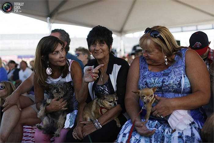 Cuộc thi độc đáo này hàng năm đều thu hút hàng ngàn người từ khắp nơi trên thế giới, mọi người đều rất vui vẻ dù chú chó của họ có thắng cuộc hay không.